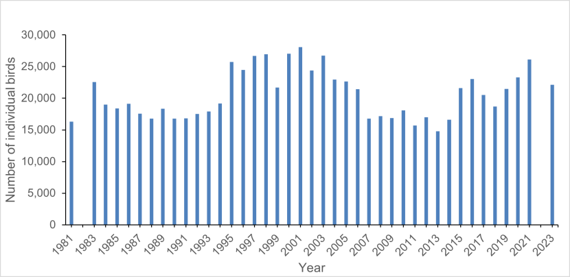Bar graph showing the population of guillemot on the Isle of May, 1981-2023