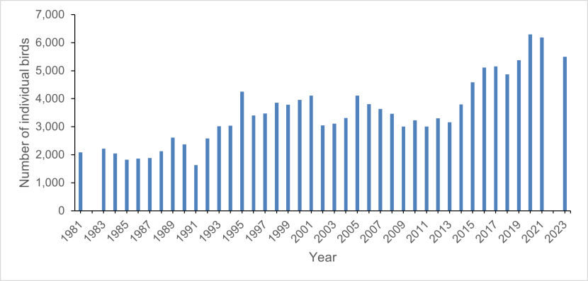 Bar graph showing the population of razorbill on the Isle of May, 1981-2023