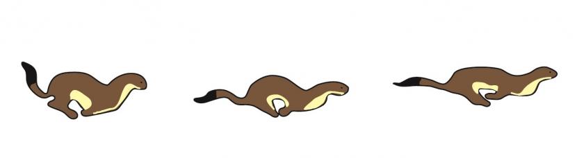 Illustration showing the bounding gait of a running stoat