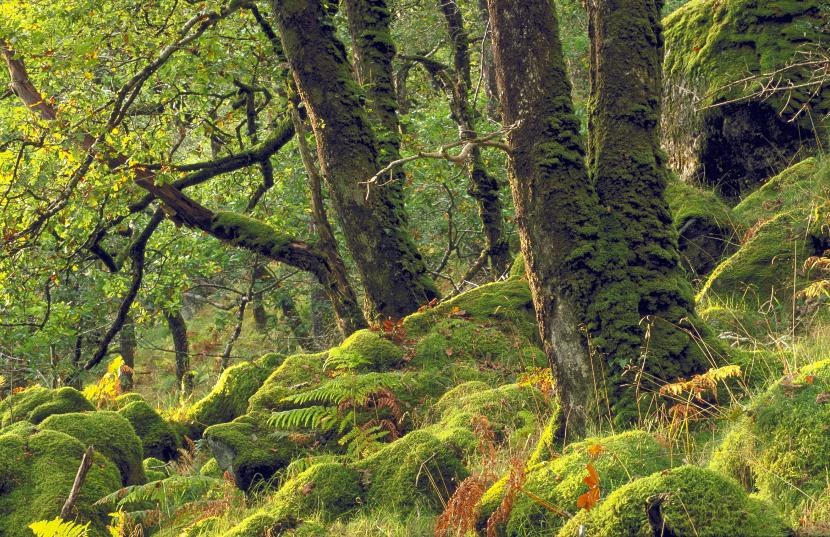 Temperate Oak (Sessile petraea) woodland at Ariundle NNR, West Highland Area. ©Lorne Gill/SNH.