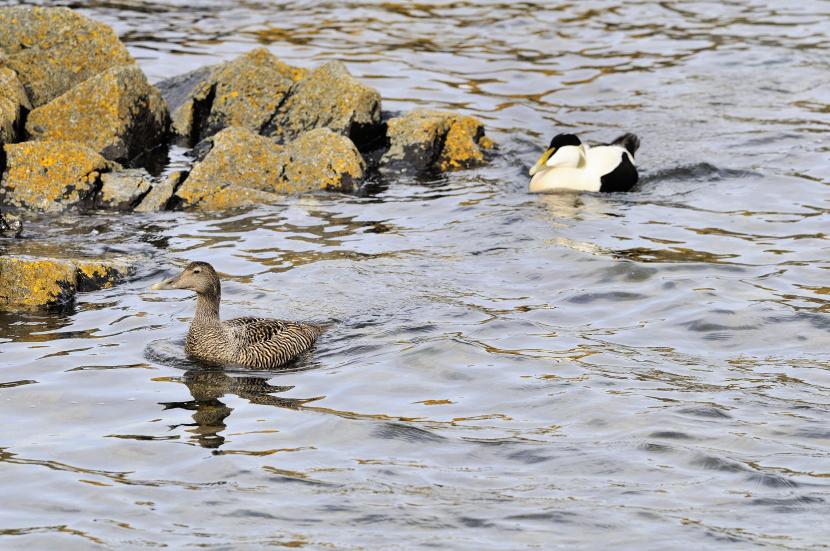 Male and female eider ducks paddling in the water near some rocks.