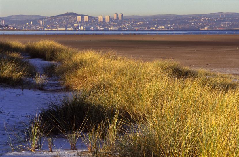 Marram grass and sand dunes with Dundee city skyline in the background.