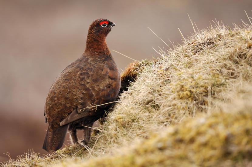 Male Red Grouse on a grassy hillside.