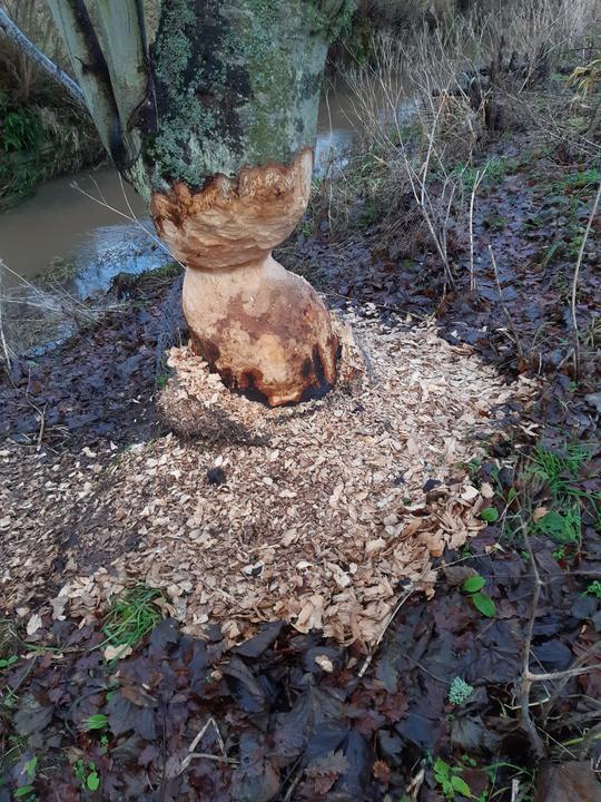 tree chewed by beavers