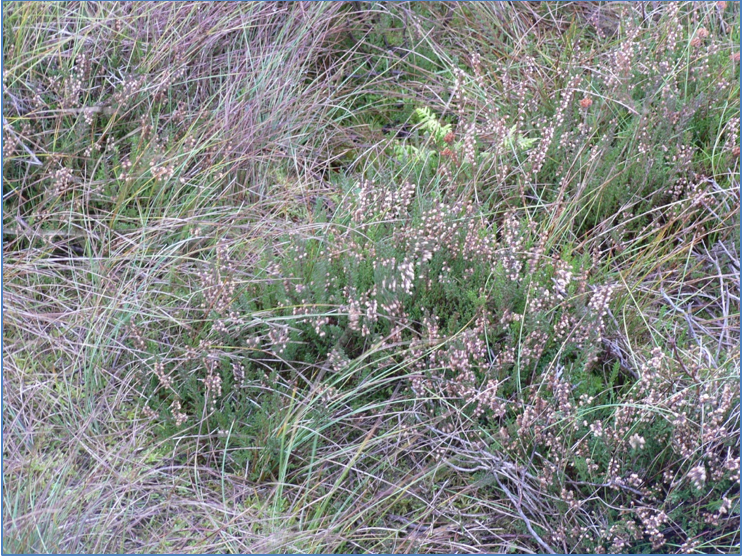 Figure 5 - Mixed vegetation may not benefit from burning