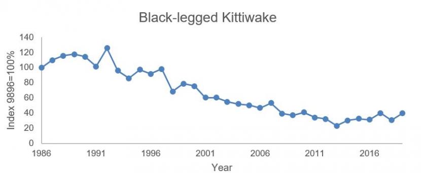 The data for the graph on Black-legged Kittiwake - breeding numbers is provided in table 5