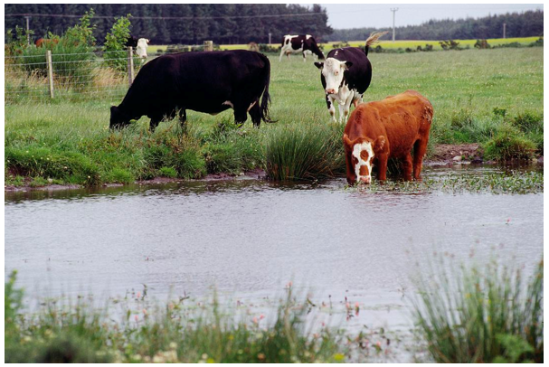 Cattle grazing next to a pond