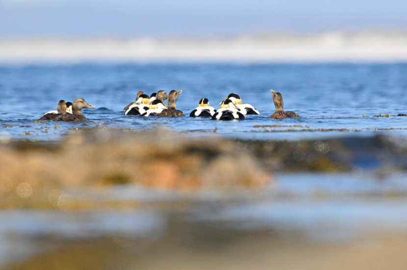male and female eider ducks in the sea
