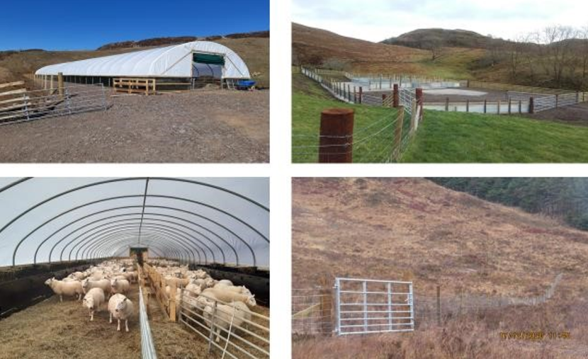 4 images: polytunnel, fenced off field, sheep in the polytunnel and fence in a field