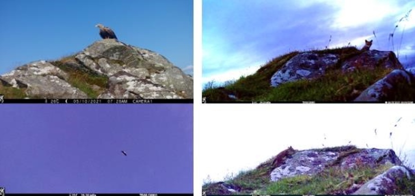 4 images: Sea eagle on rock, 2 images of a fox on a rock, sea eagle flying.