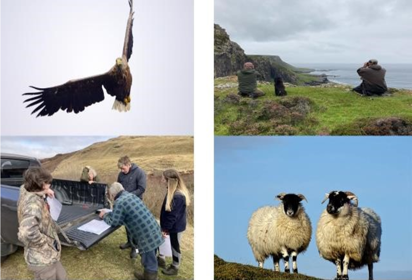 Four images sea eagle, couple on a cliff, people surrounding a truck, 3 sheep