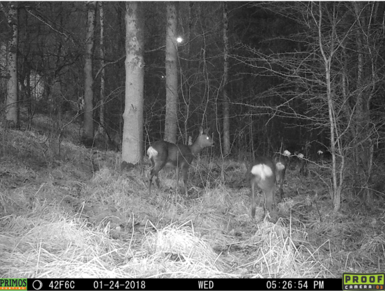 Six roe deer in woodland spotted on camera