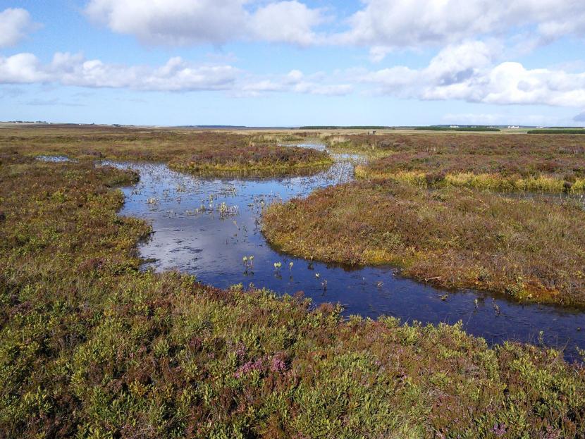 Moss of Killimster SSSI a lowland raised bog
