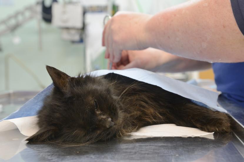 A trapped feral cat undergoes neutering at a local veterinary clinic.