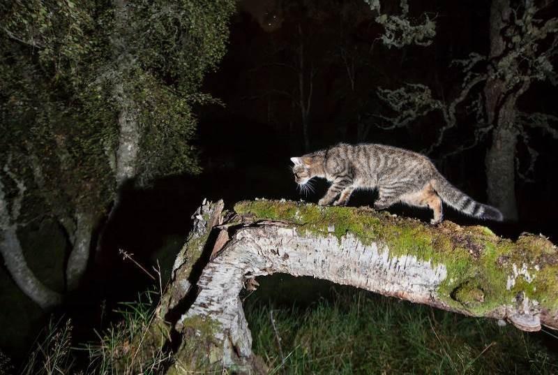 Wildcat hybrid foraging at night. 
