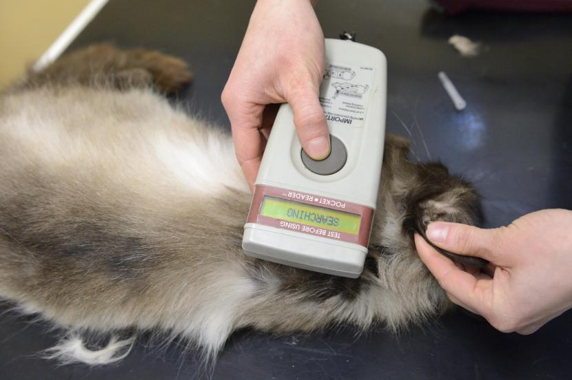 A vet checks a captured cat for a microchip before neutering. If all owners microchipped their pet cats, the task of trapping feral cats for neutering would be much easier. 