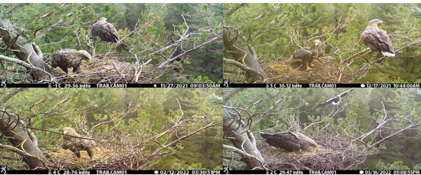 4 trail cam images of sea eagles on nest carrying out maintenance