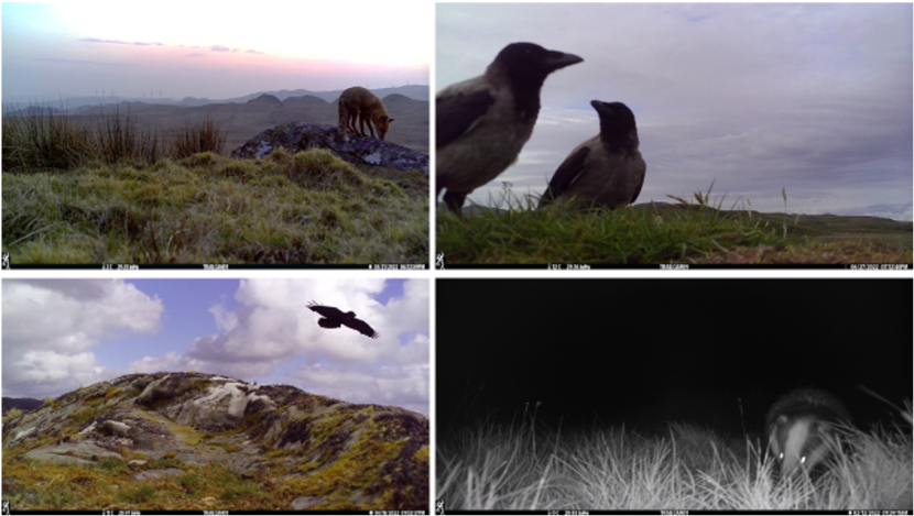 4 images showing: a fox, 2 hooded crows, a raven and a badger