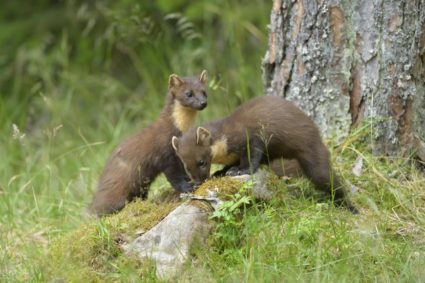 Two pine martens at the base of a tree