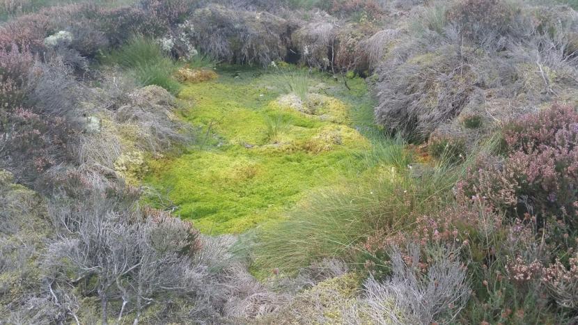 Peatland ACTION - Case study - Bankhead Moss - lint hole
