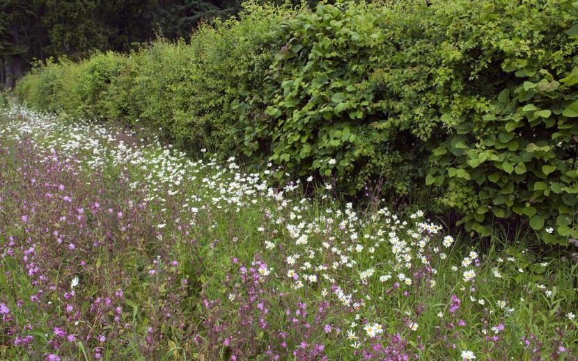 Hawthorn hedge, red campion and ox-eye daisies