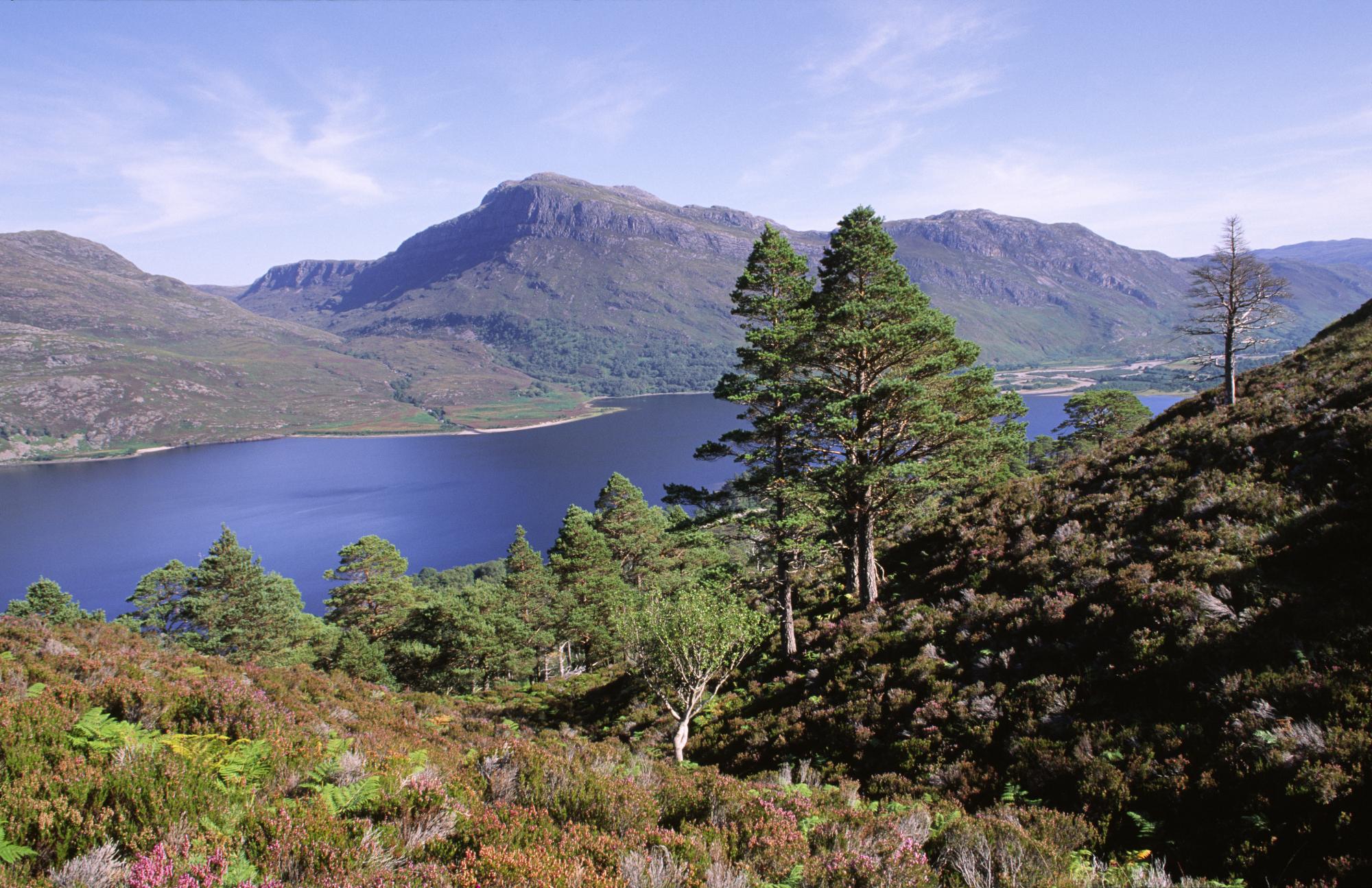 View over Scots pines and Loch Maree from the mountain trail, Beinn Eighe NNR, West Highland Area. ©Lorne Gill/SNH. For information on reproduction rights contact the Scottish Natural Heritage Image Library on Tel. 01738 444177 or www.nature.scot