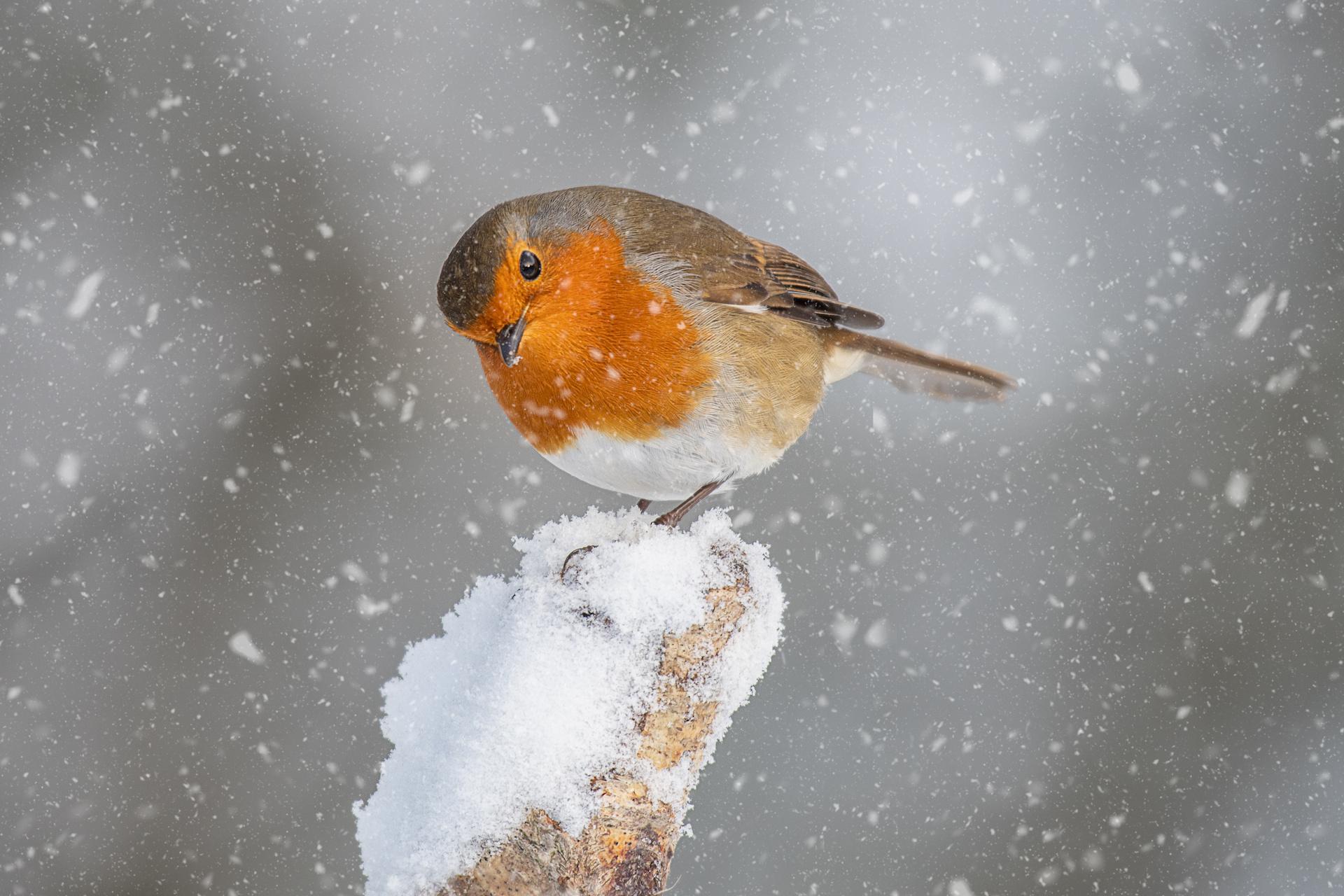 robin sitting on a snowy tree stump