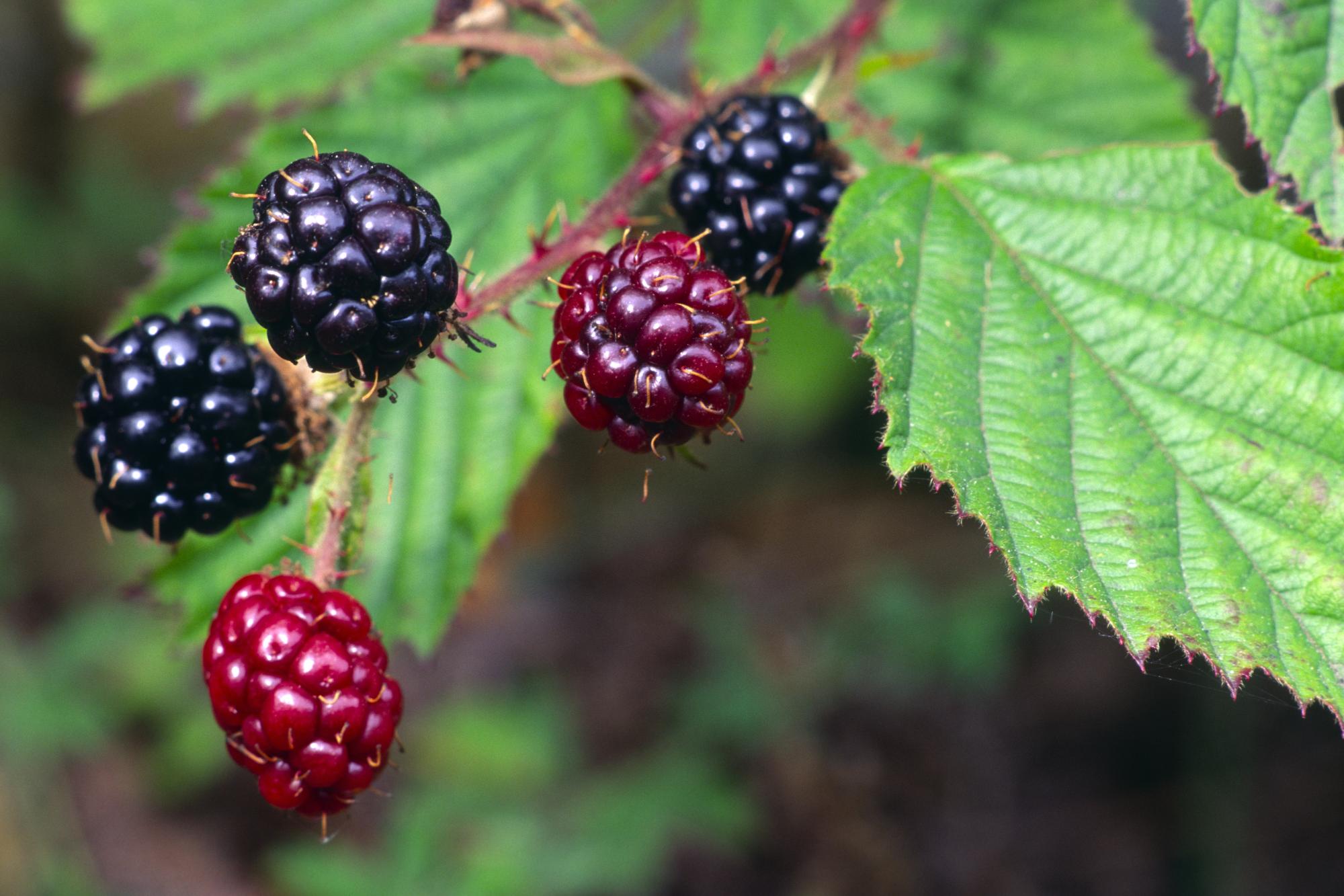 Bramble or Blackberry fruits. ©Lorne Gill/SNH