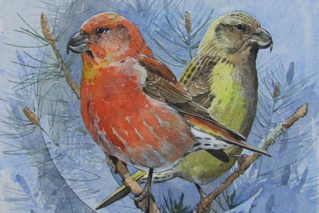 Watercolour painting of two crossbills perched on a branch credit: Derek Robertson