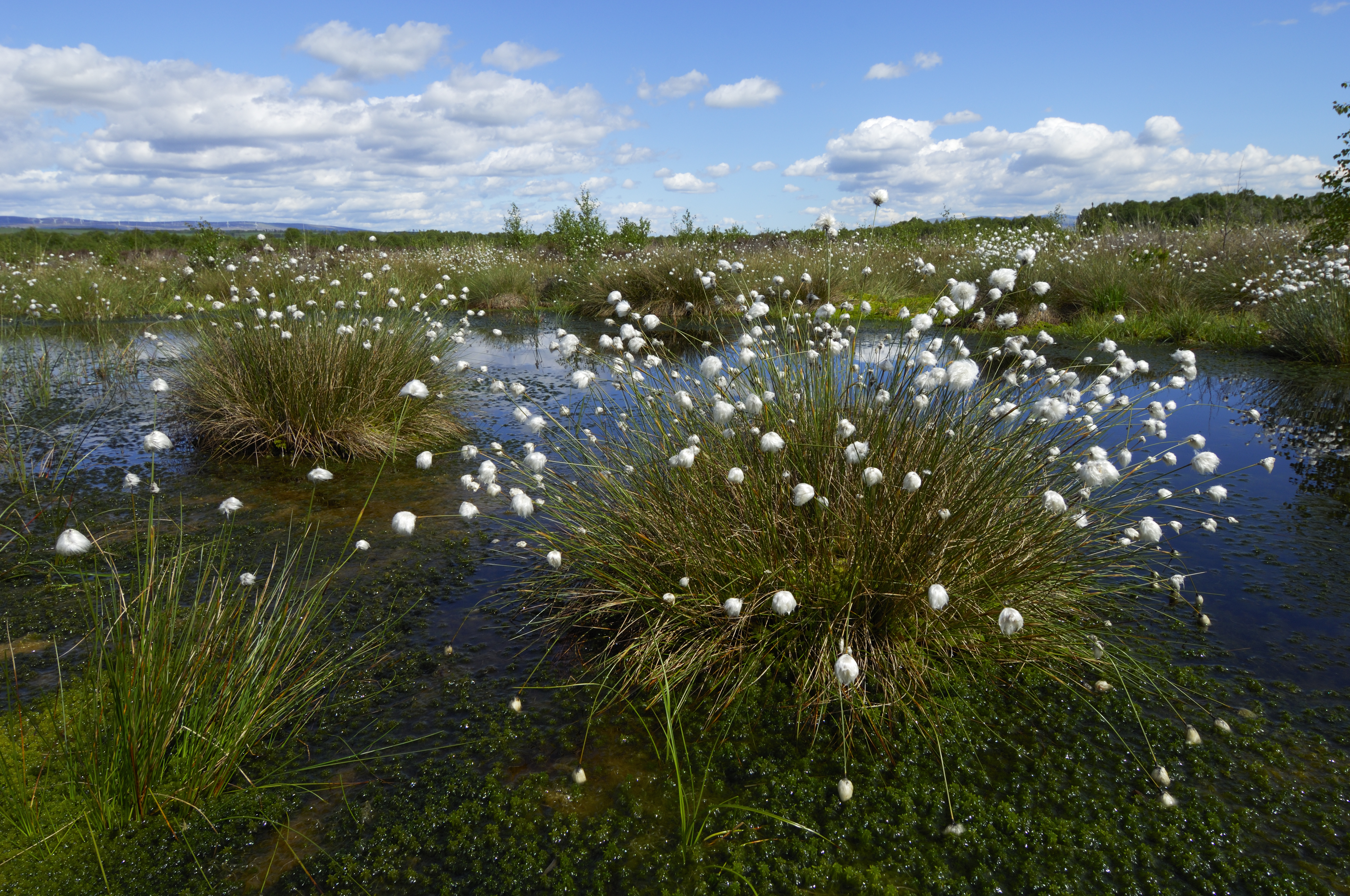 Cotton grass growing in bog pools. ©David Pickett/SNH. For information on reproduction rights contact the Scottish Natural Heritage Image Library on Tel. 01738 444177 or www.nature.scot 
