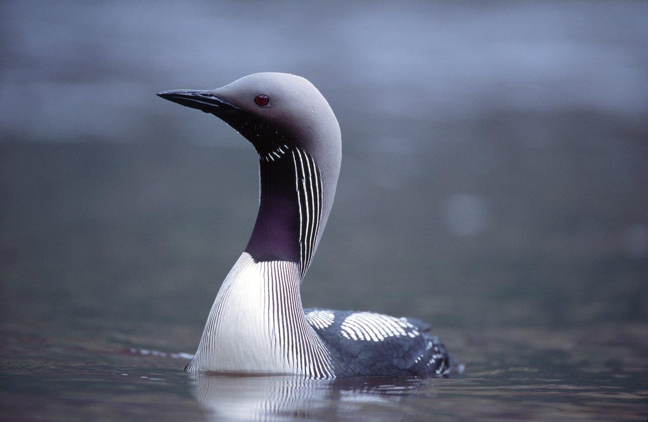 Black Throated Diver. ©Laurie Campbell/SNH. 
