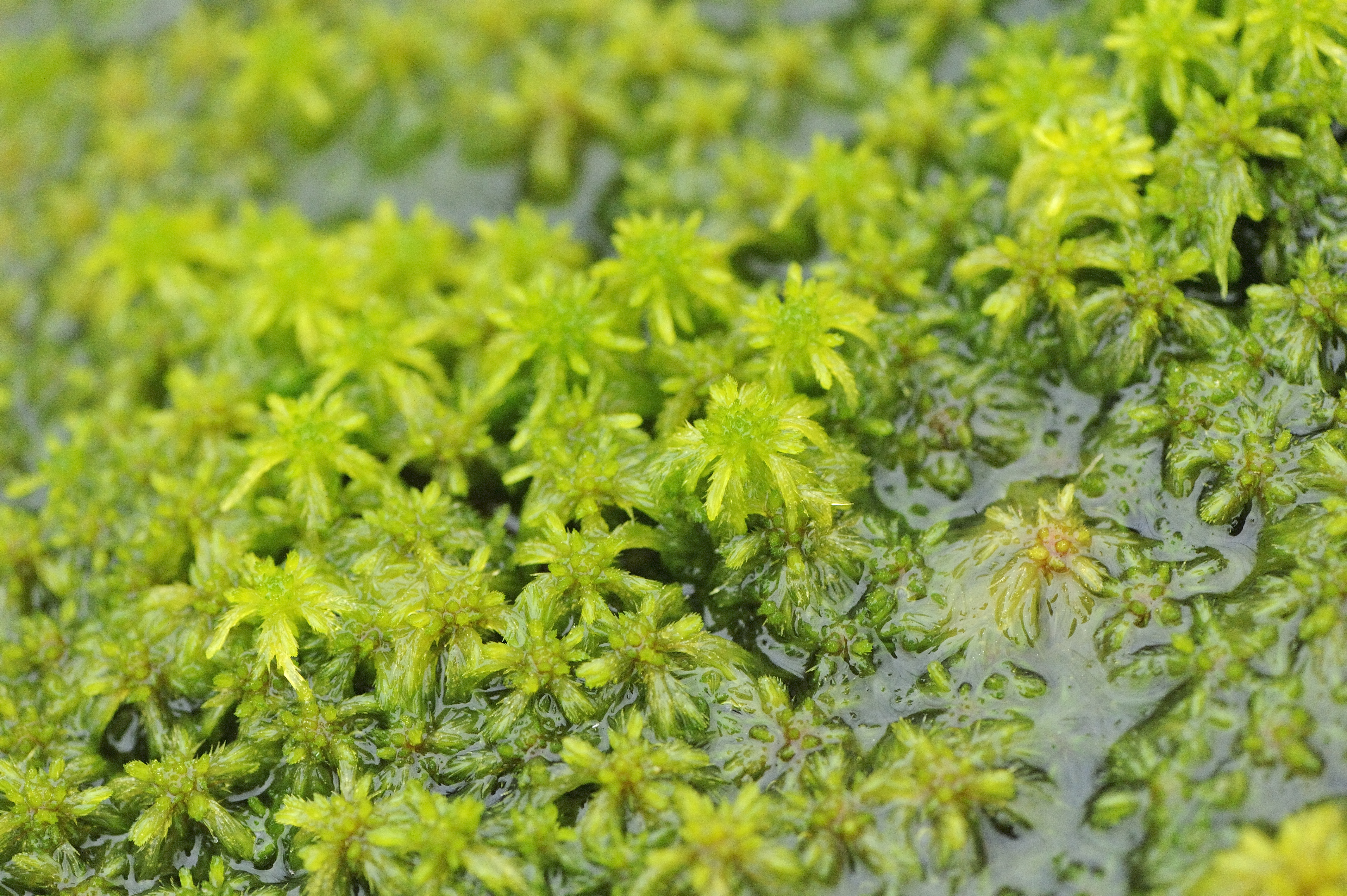Sphagnum moss growing on the raised bog at Moine Mhor National Nature Reserve.