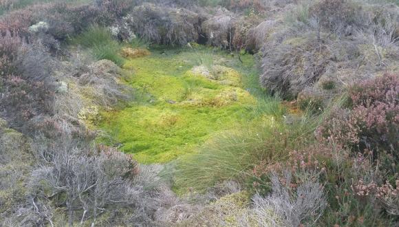 Example of one of the historic lint holes filled with green sphagnum mosses. ©SWT