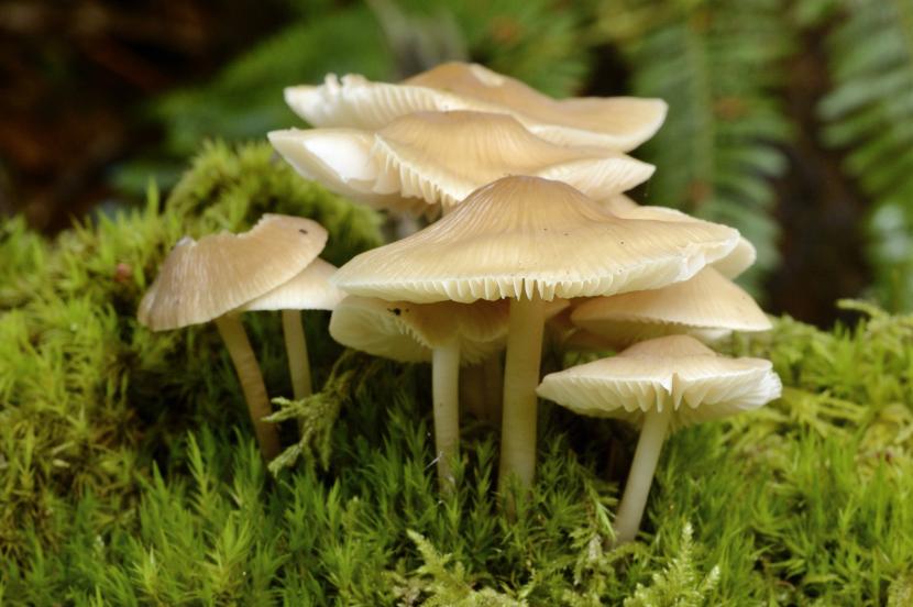 Fungi growing in some moss. 
