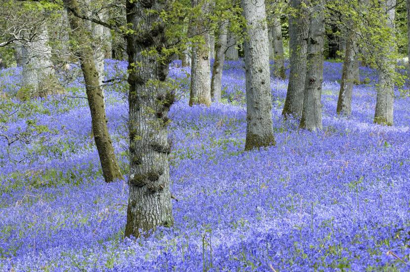 Bluebell oak woodland 
