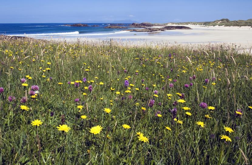 Machair at Gallanach on the Isle of Coll (Argyll and Bute). Photo credit: NatureScot
