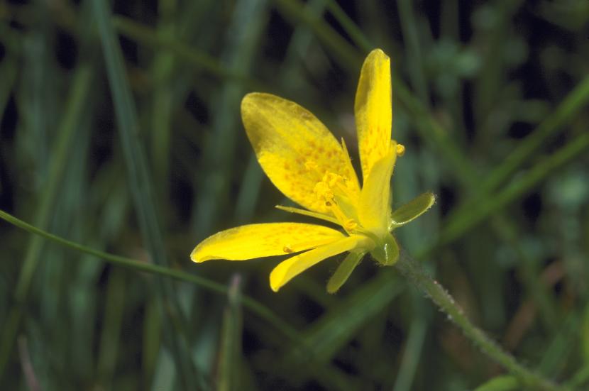 Yellow Marsh Saxifrage 
