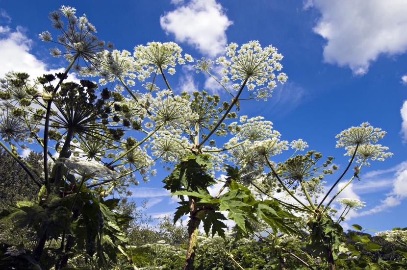 Giant Hogweed (Heracleum mantegazzianum), growing by the River Tay in Perth ©Lorne Gill/SNH. For information on reproduction rights contact the Scottish Natural Heritage Image Library on Tel. 01738 444177 or www.nature.scot