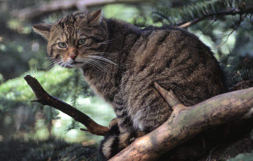 Wildcat sitting in a tree.