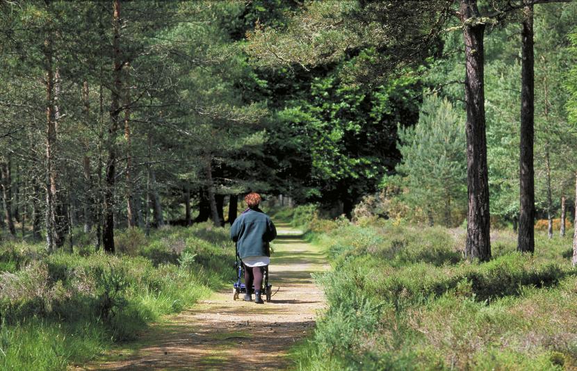 Enjoying pinewoods at Loch Fleet NNR ©Lorne Gill/SNH. For information on reproduction rights contact the Scottish Natural Heritage Image Library on Tel. 01738 444177 or www.nature.scot