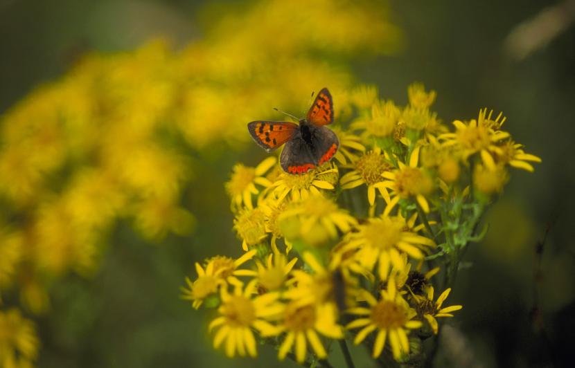 Small Copper butterfly on yellow flowers.