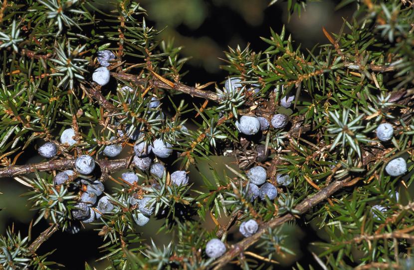 Juniper berries ©Lorne Gill/SNH.  For information on reproduction rights contact the Scottish Natural Heritage Image Library on Tel. 01738 444177 or www.nature.scot