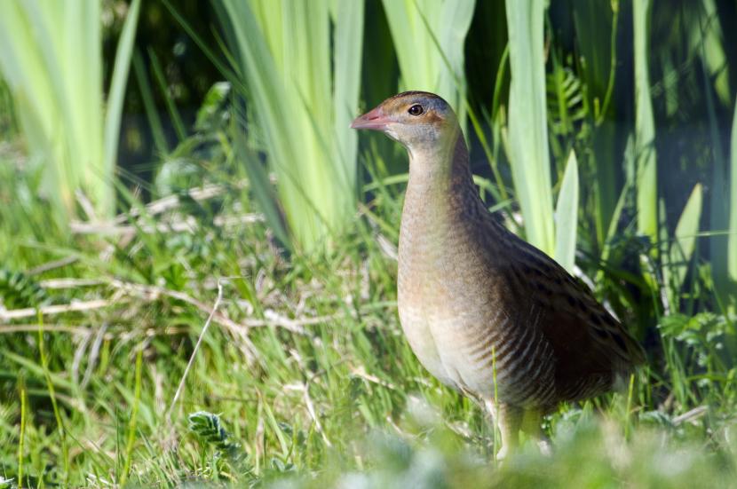 Corncrake (Crex crex) in a wetland area, South Uist.  ©Lorne Gill/SNH For further information contact Scottish Natural Heritage Image Library, Battleby. Tel 01738 444177 or www.nature.scot