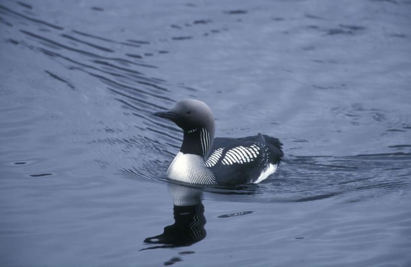 Black-throated Diver. (file ref. K36-38). 2001/02.  ©Laurie Campbell/SNH. For information on reproduction rights contact the Scottish Natural Heritage Image Library on Tel. 01738 444177 or www.nature.scot