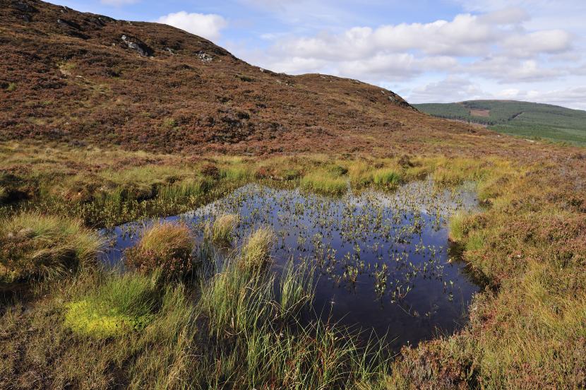 Bog pool in the foreground, surrounded by grasses and heather, with hills in the background.