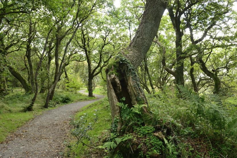 Woodland at Caerlaverock National Nature Reserve.  ©Lorne Gill/SNH.