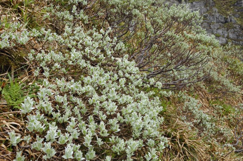 Woolly willow (Salix lanata), Coire Sharoch, Corrie Fee NNR, Glen Doll. ©Lorne Gill/SNH. 