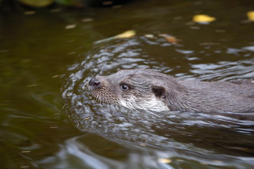 An otter swimming.