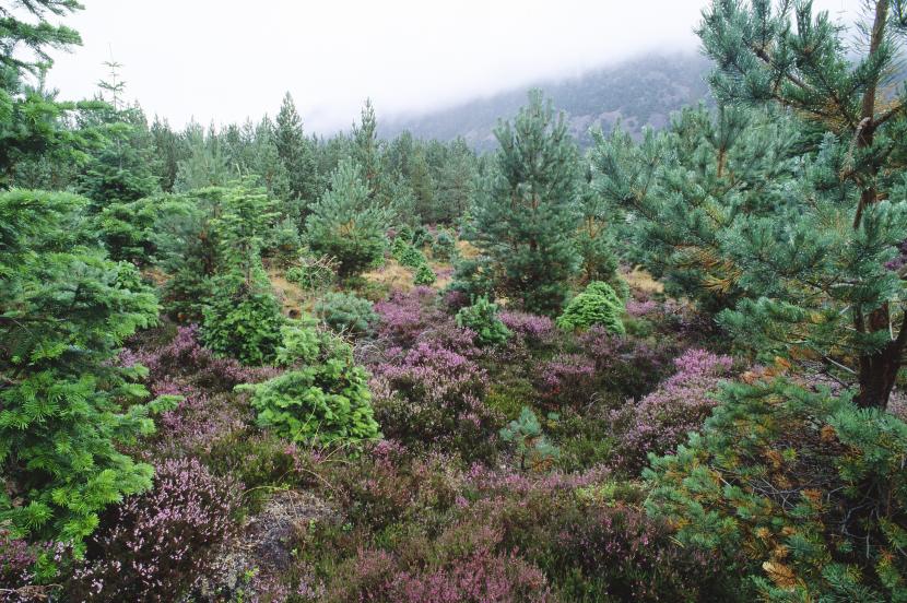 Scots pine and heather. ©John MacPherson