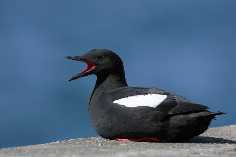 Black Guillemot (Cepphus grylle) ©David Whitaker. For information on reproduction rights contact the Scottish Natural Heritage Image Library on Tel. 01738 444177 or www.nature.scot